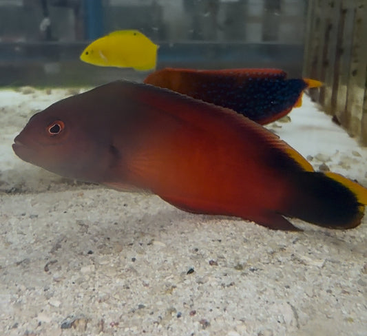 Queensland Dottyback - Ogilbyina queenslandiae (wysiwyg)