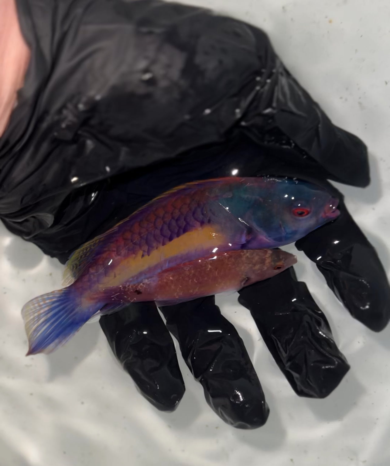 Randall’s Fairy Wrasse PAIR - Cirrhilabrus randalli