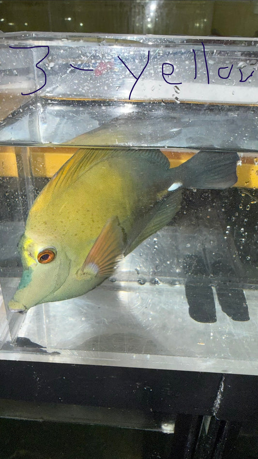Blue Face Koi Scopas Tang wysiwyg #3 yellow face (4-6")
