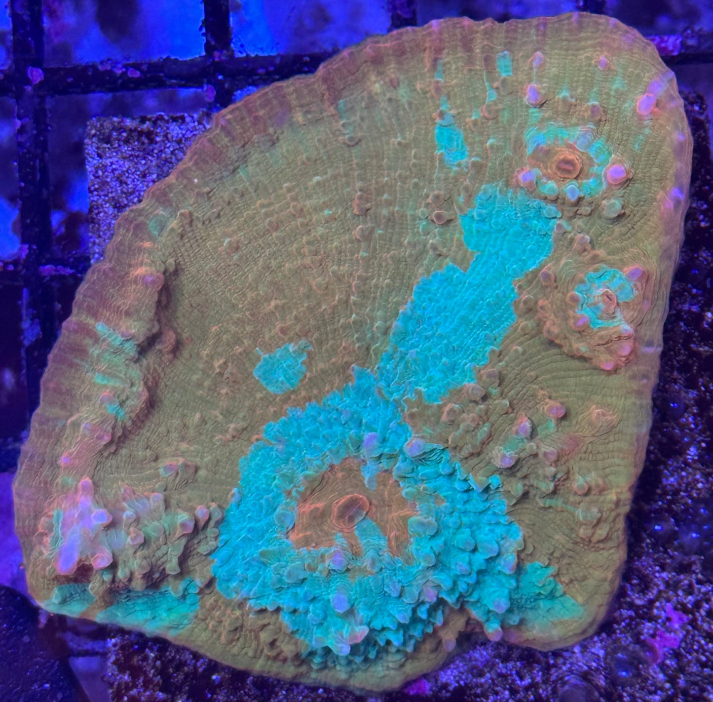Chalice frag (39)