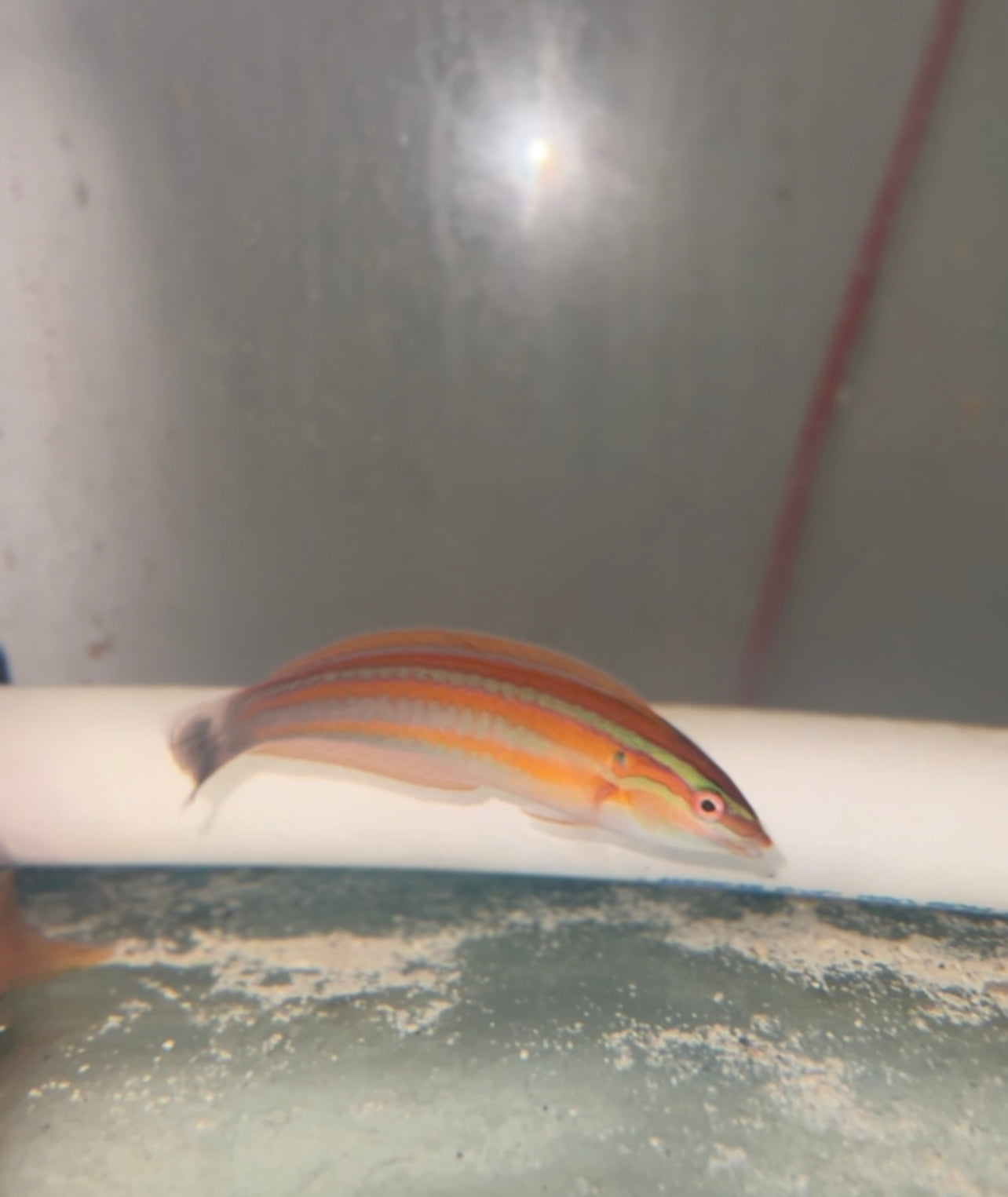 Atlantic Rainbow Wrasse (3-5") | Coris Atlantica