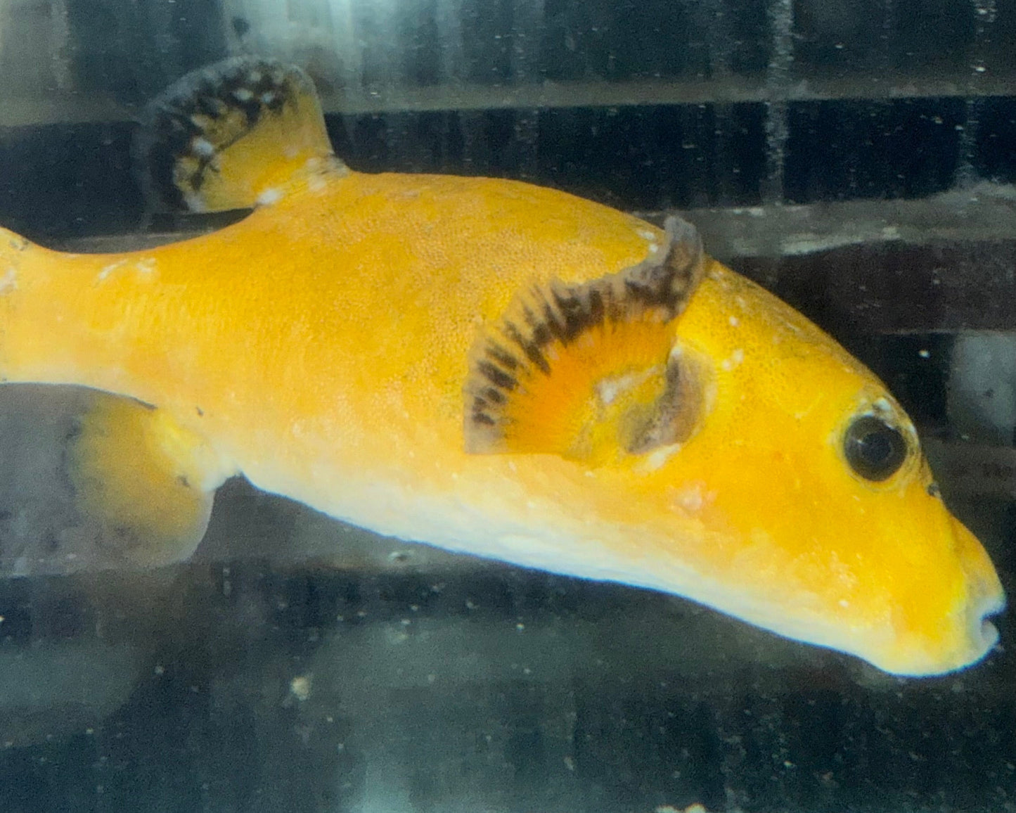 Golden Puffer fish 8” WYSIWYG