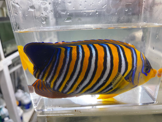 Regal Angel (True Red Sea) 7-8”