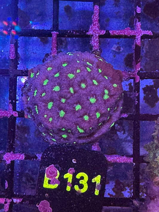 Favia coral (B131)