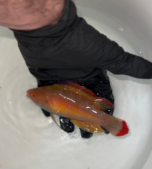 XL Terminal Male Pink Margin Fairy Wrasse- WYSIWYG