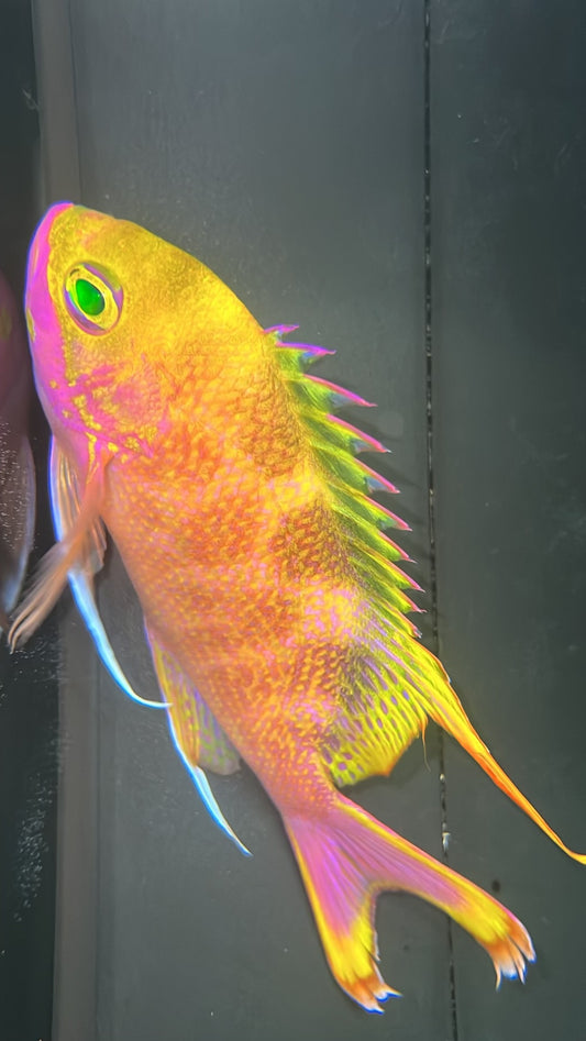 Katayamai Anthias (Odontanthias katayamai) PAIR