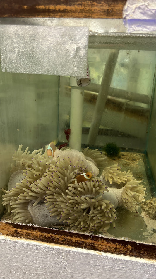 WYSIWYG  #2 White Bonnet Clownfish with host Malu Anemone