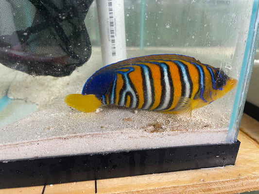 Regal Angel (Yellow Belly)-5” misbar