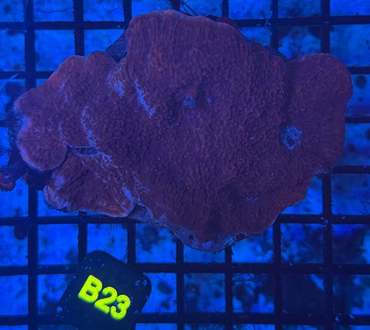 Red Monti (B23)