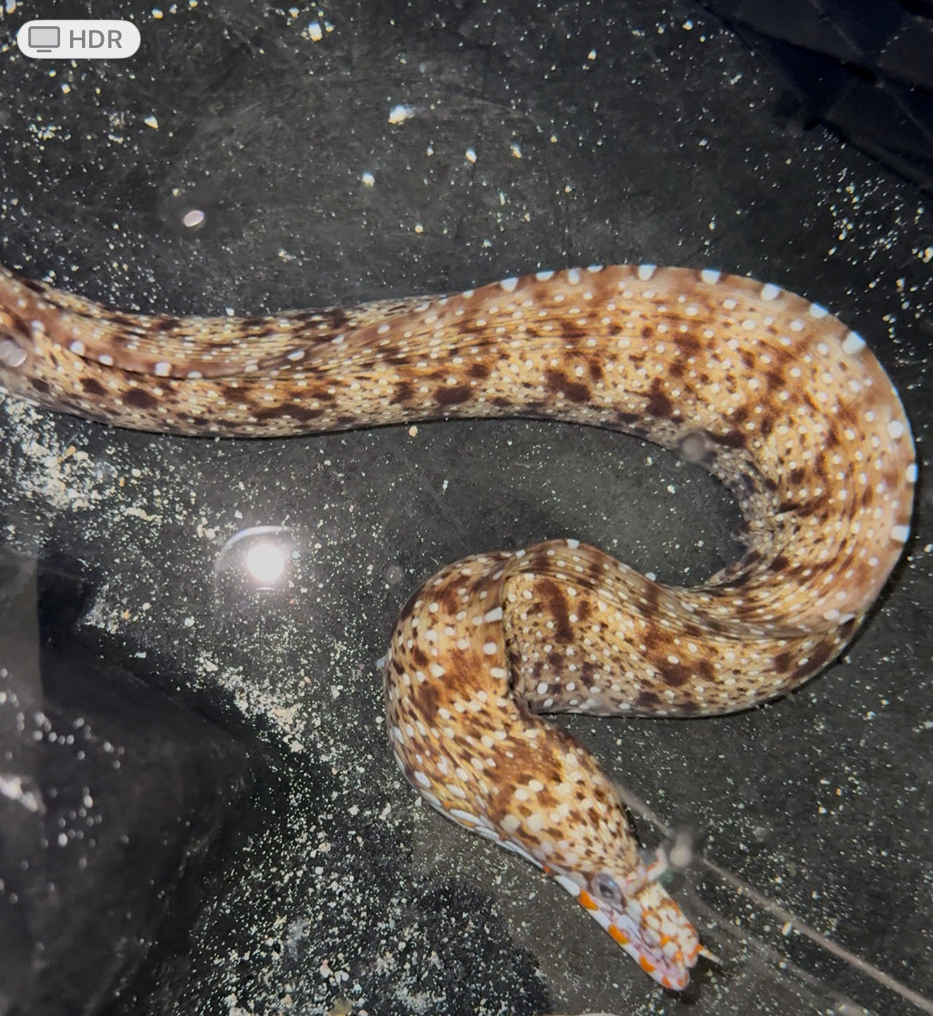 Hawaiian Dragon Moray (24" Male)