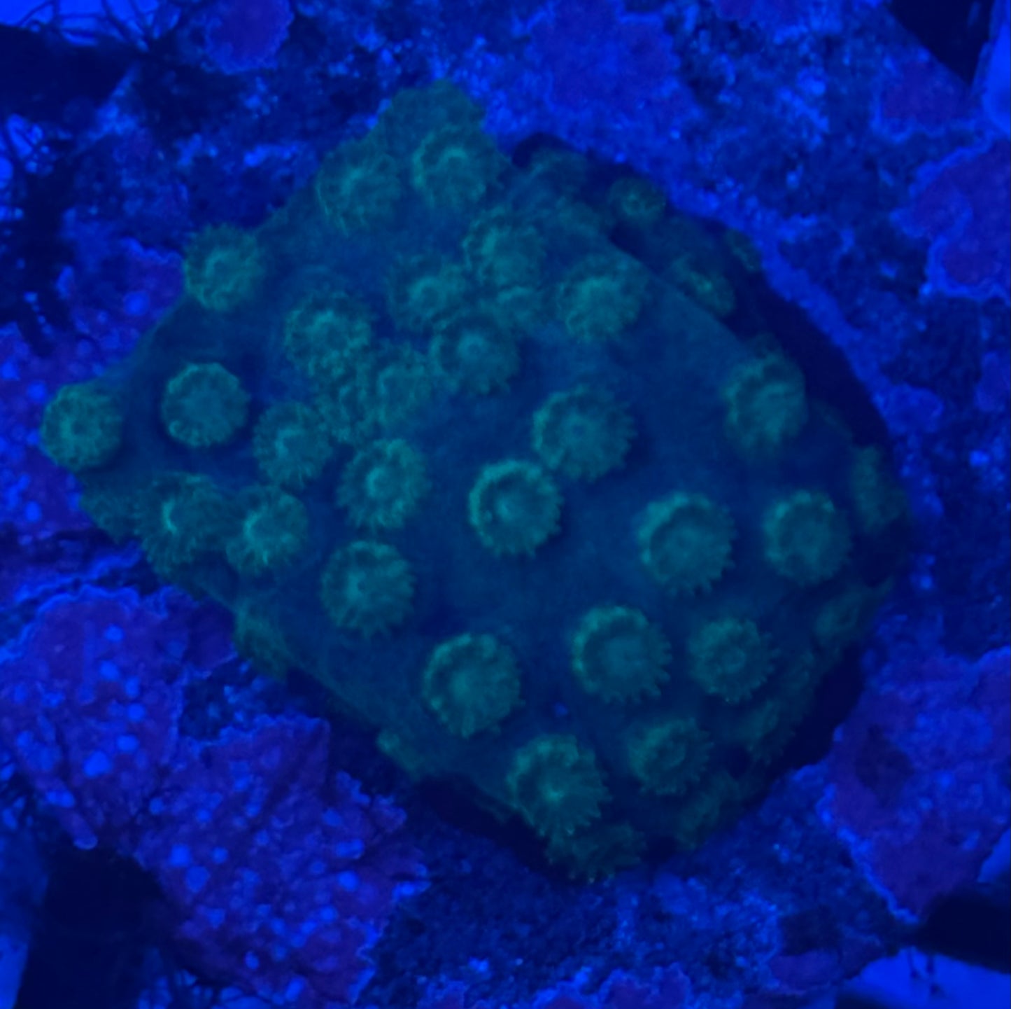 Cypastria (95)