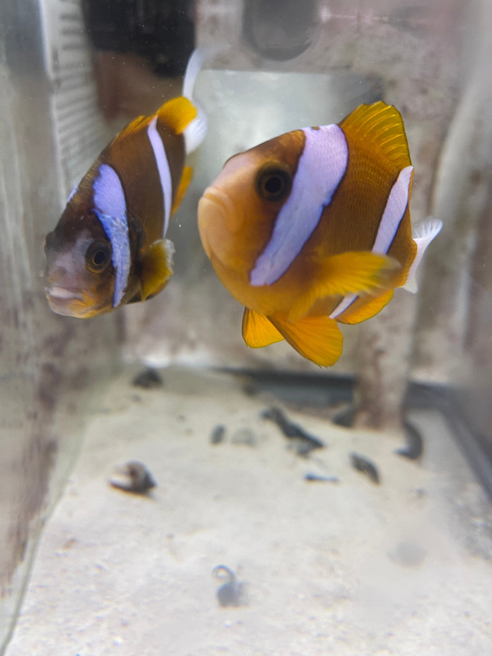 Akindynos Clownfish-Australia (Wild Caught Mated Pair)