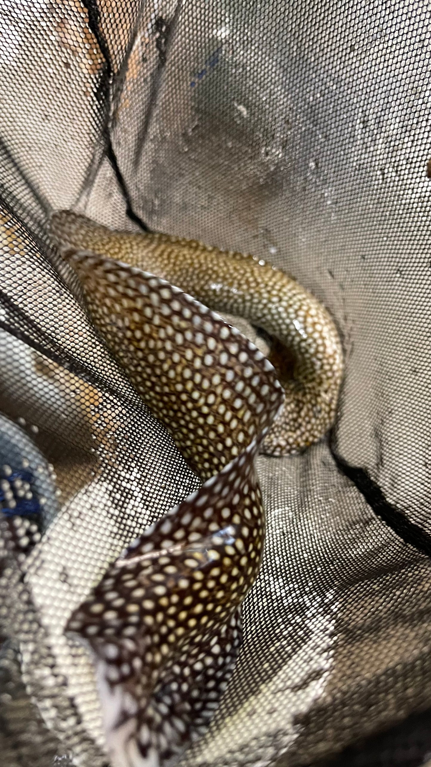 Spotted Moray Eel - Gymnothorax moringa (15")