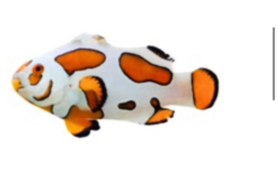 Picasso Storm Clownfish (4-5cm)