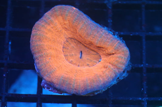Aussie Pink Scoly (B110)