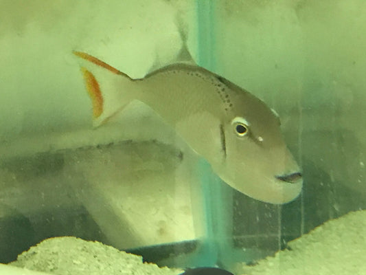 Christmas Island Kiri Trigger-5-6" | Xanthichthys greenei