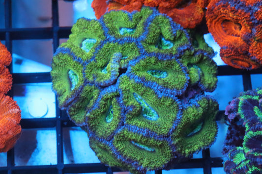 Micromussa Lord Mini Colony (Y)