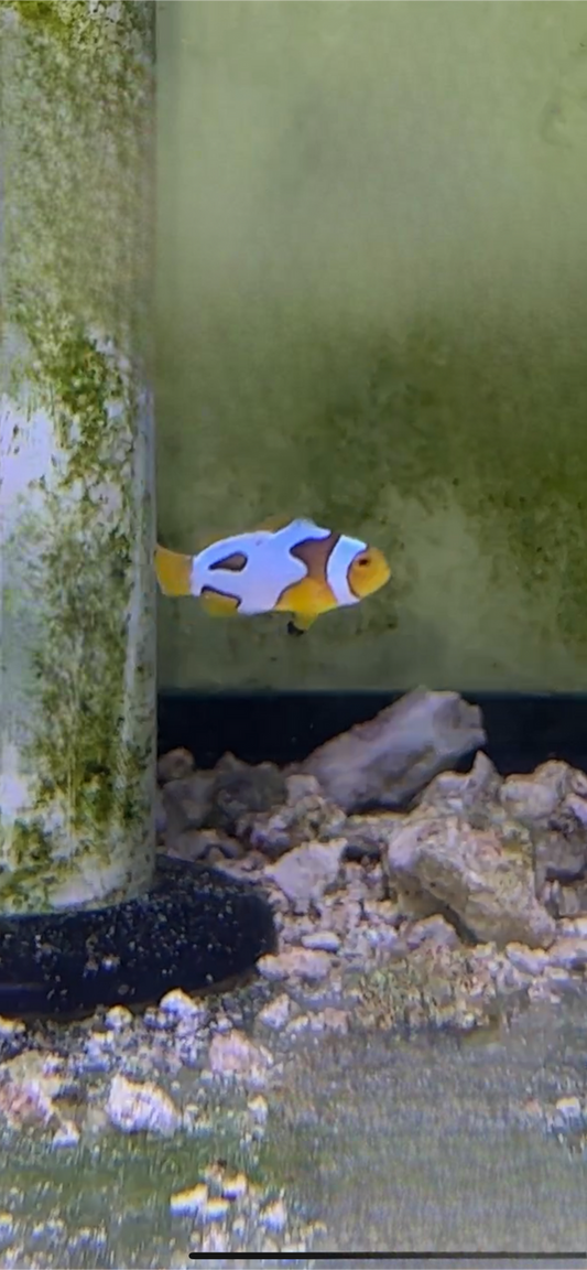 WC Designer Picasso True Percula Clownfish