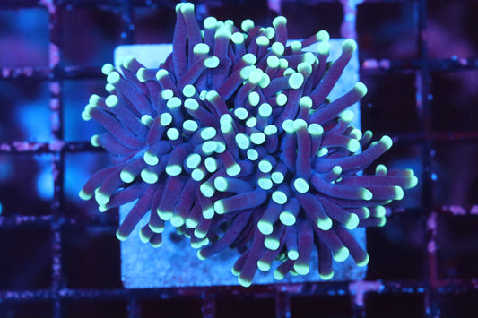 Teal Tip Aussie Torch (D14)