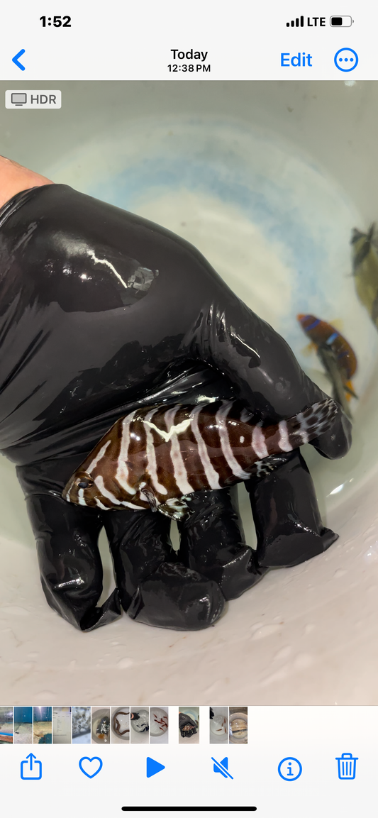 Zebra Grouper | epinephelus dermatolepis (3-4")