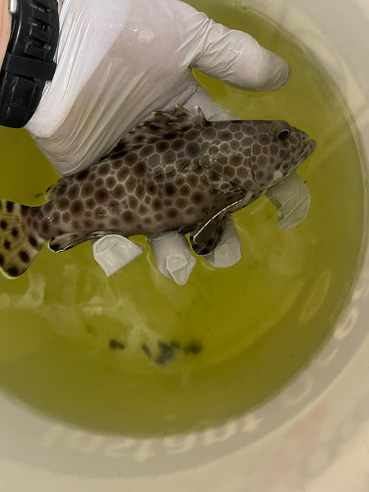 black spotted grouper-10"