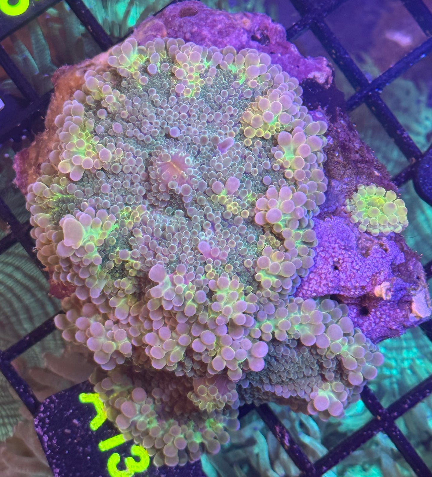 Grade A Yuma colony A131