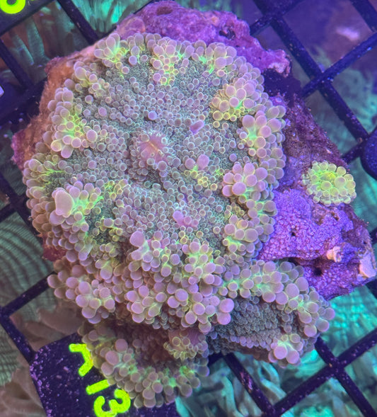 Grade A Yuma colony A131