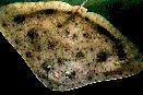 Smooth Butterfly Ray