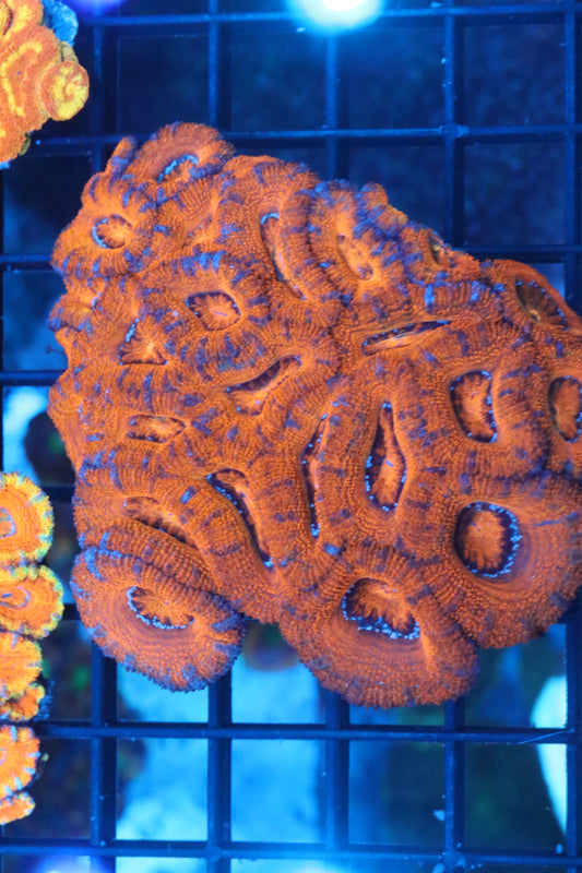 Micromussa Lord Colony (K)