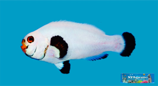Platinum Clownfish (3-4cm)
