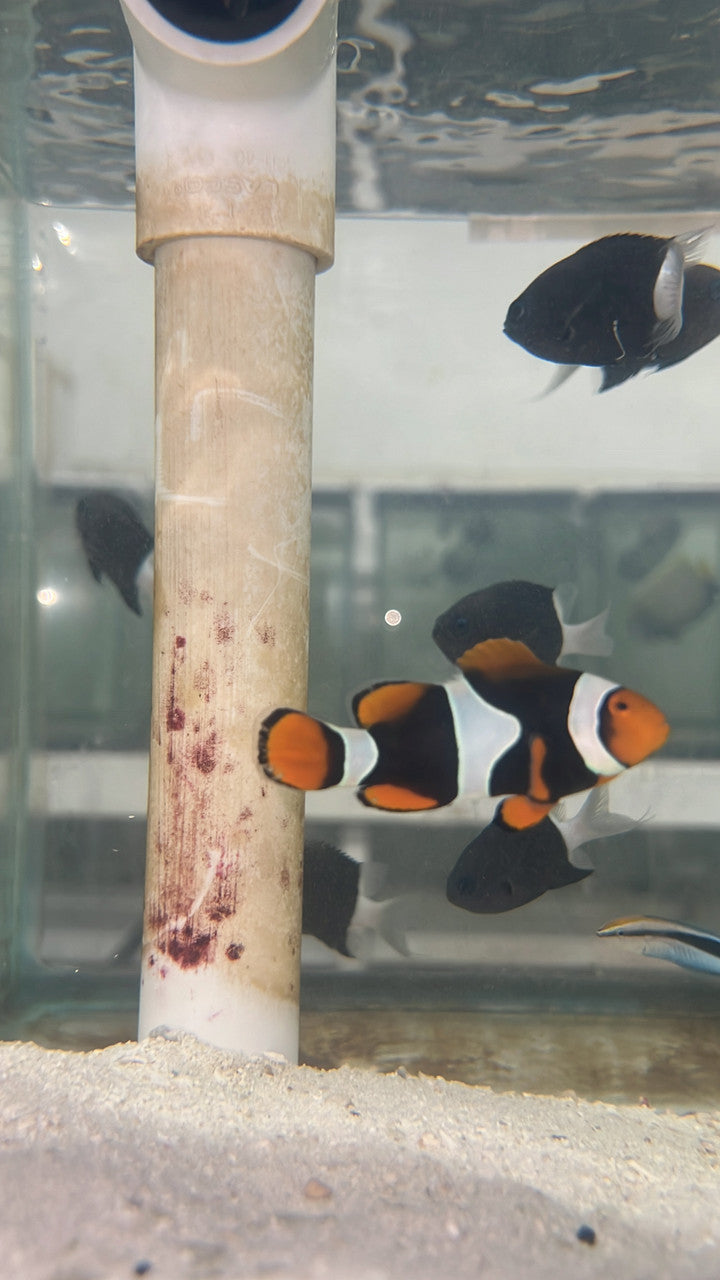True Percula Clownfish-super black single – NYAquatic