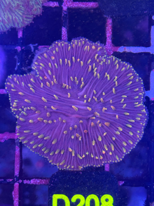 Fungia plate coral (D208)