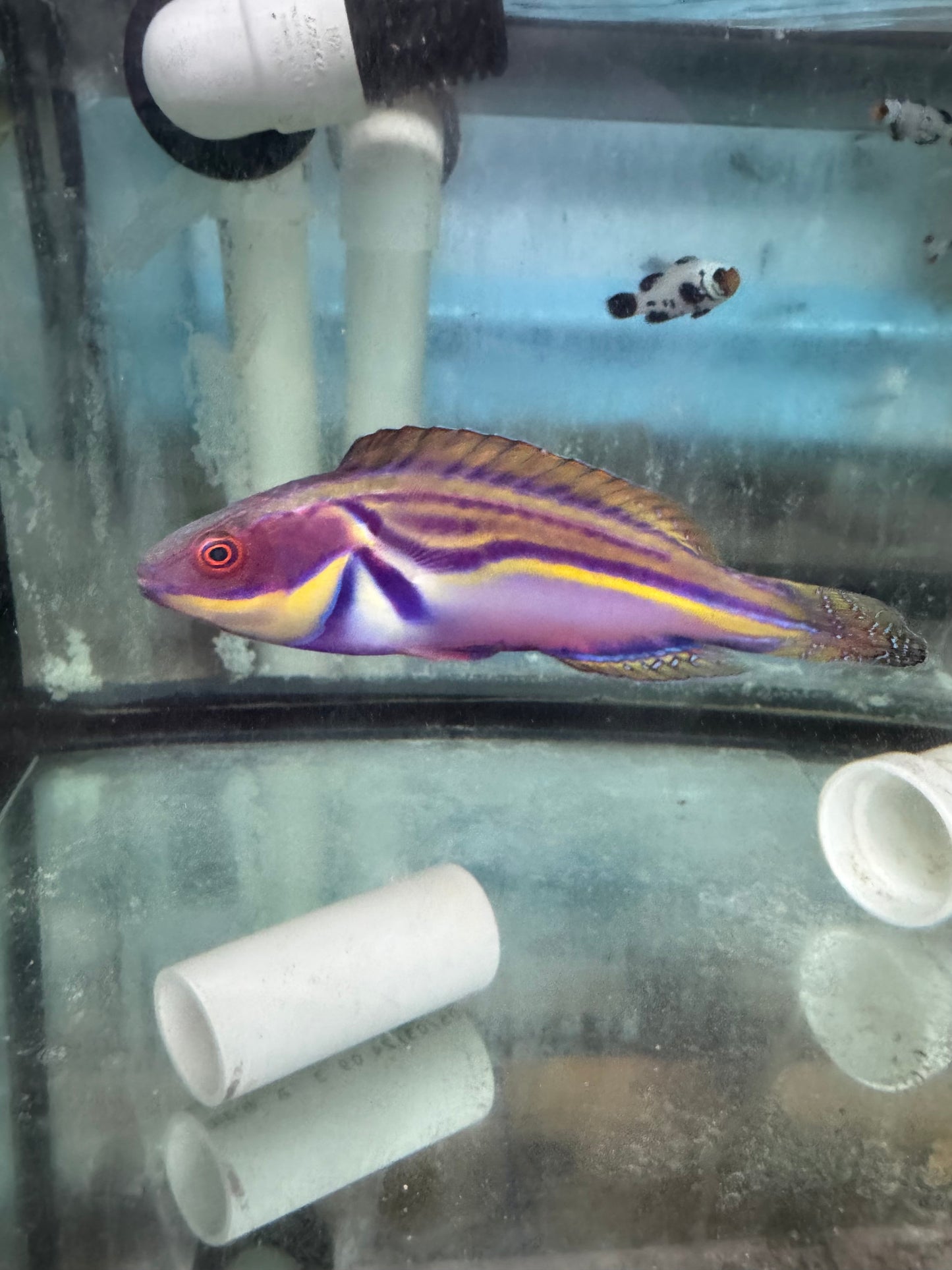 Labouti Wrasse-5” Supermale (WYSWYG #1)
