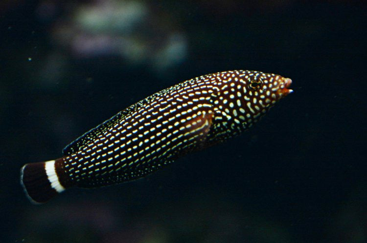 Lined Tamarin Wrasse (4