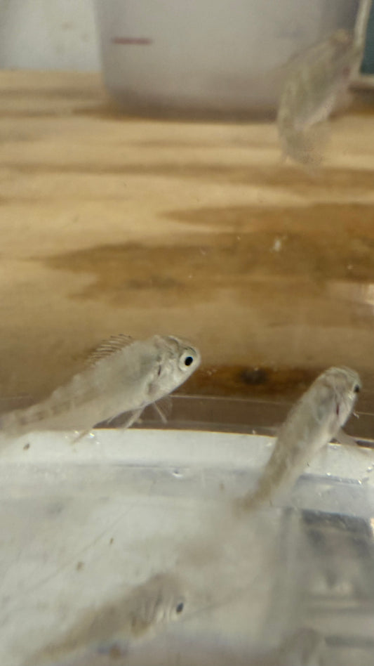 Zebra Fish | Girella zebra (1")