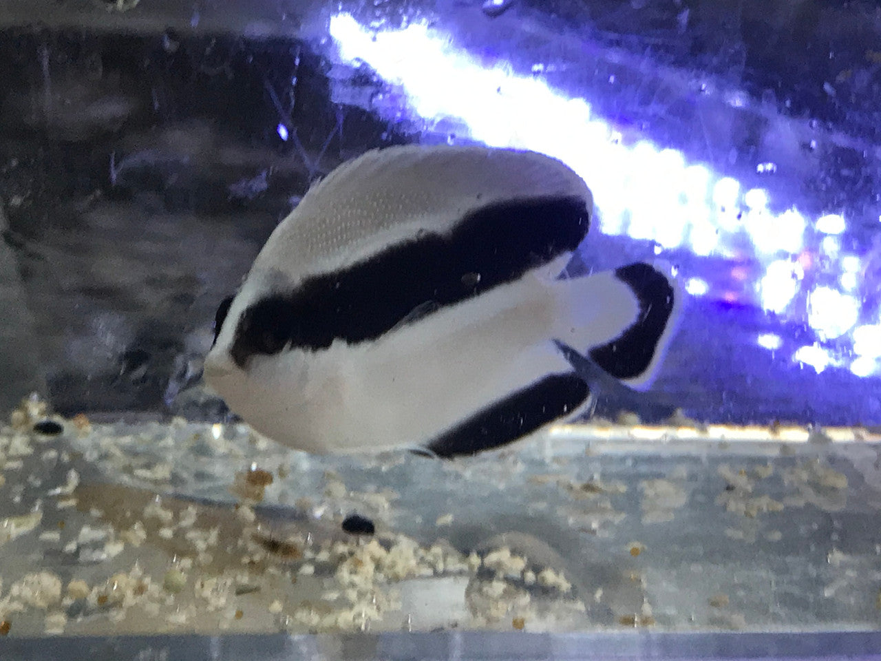 CB Bandit Angelfish