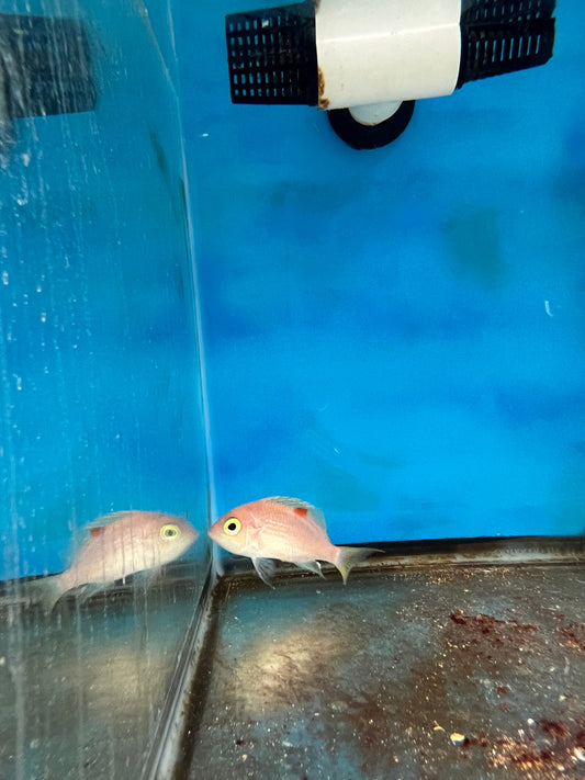 Pearl-spotted Anthias | Selenanthias analis (4") female