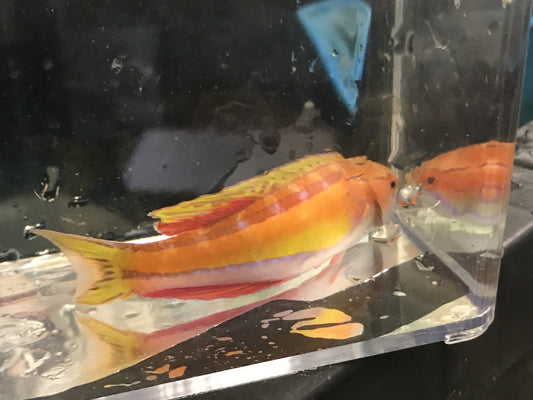 Mauritius Flasher Wrasse | Paracheilinus piscilineatus (4" Supermale)