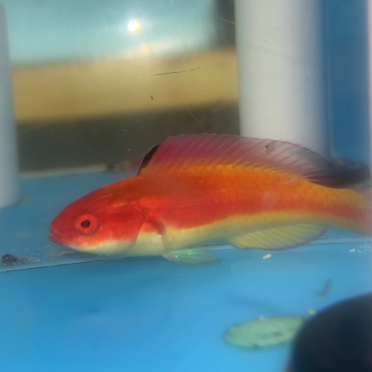 Hooded Fairy Wrasse (SUPER male) Australia | Cirrhilabrus bathyphilus
