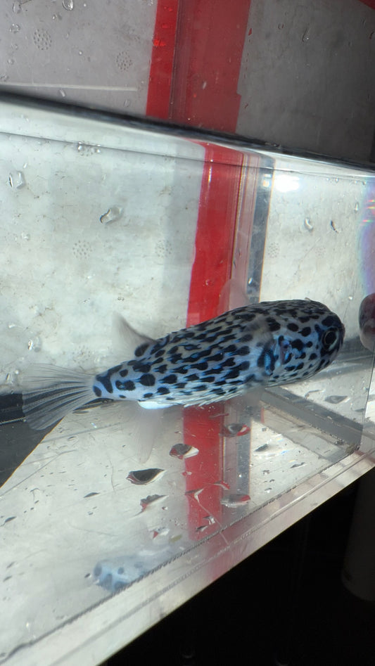 Pelagic Porcupine Puffer | Diodon eydouxii (2-3")
