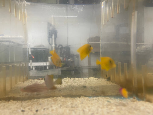 Juv Blue Spot Bristletooth Tang (1-2")