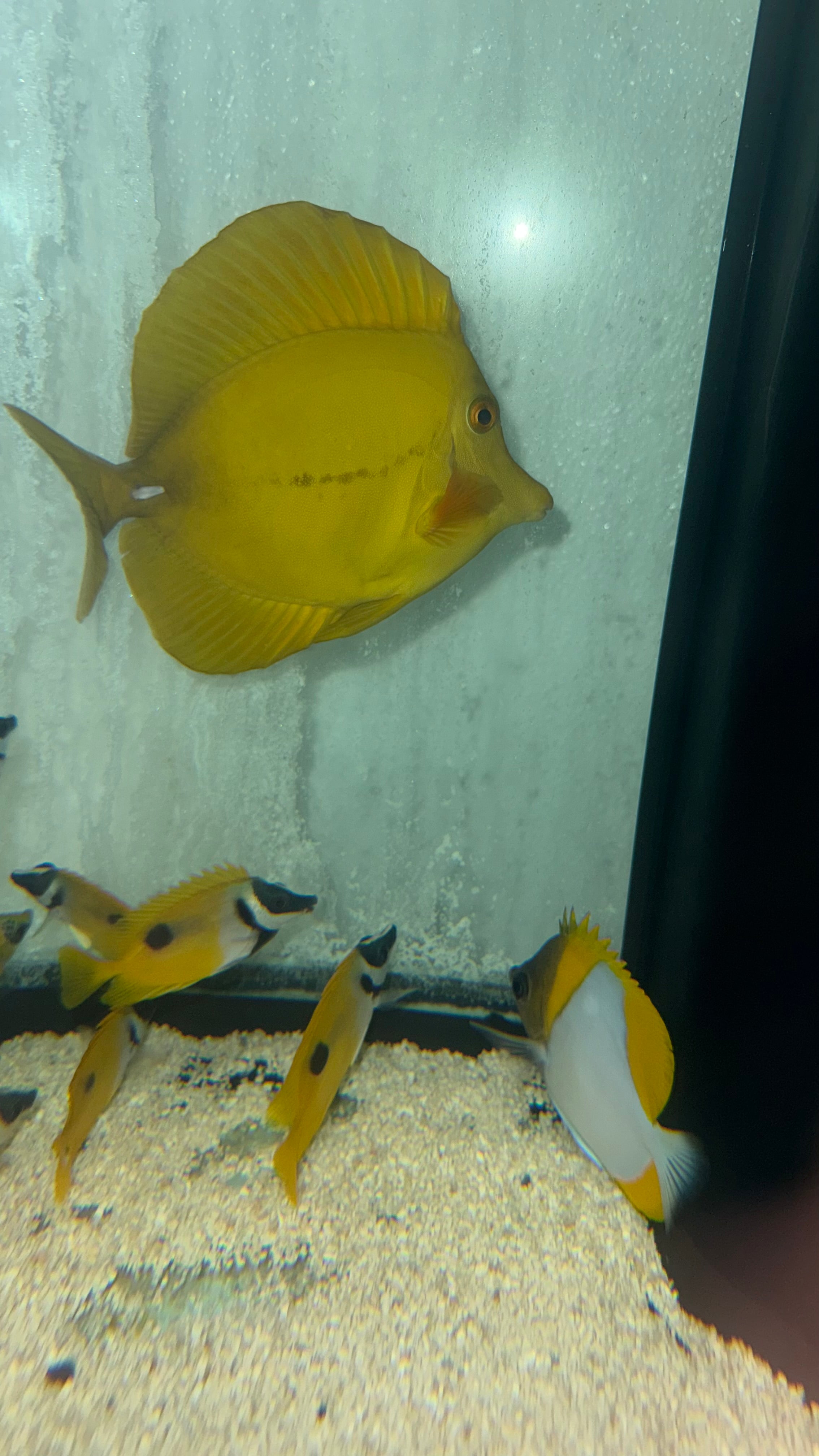 Hybrid Yellow/Scopas Tang (Zebrasoma flavescens) 5