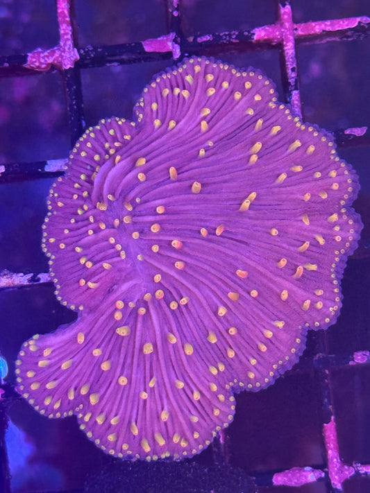 Fungia plate coral (A236)