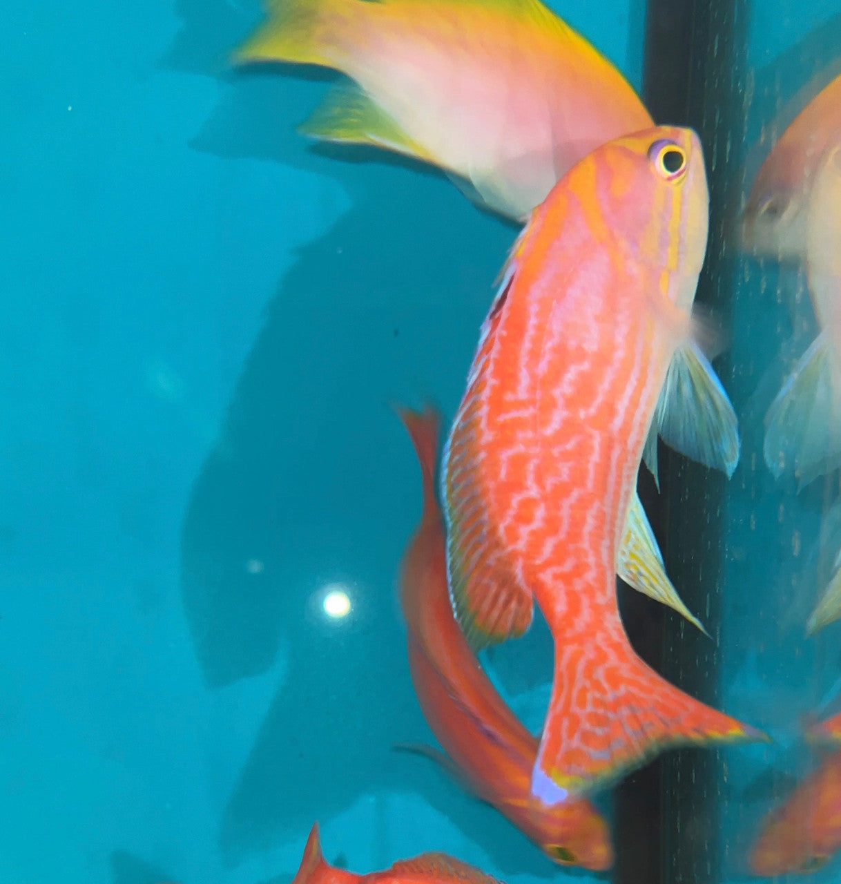 Anthias – NYAquatic