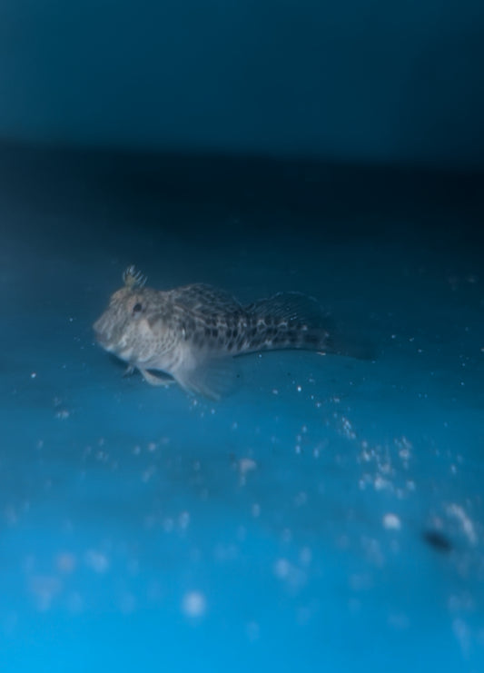 Horned Blenny -Parablennius intermedius
