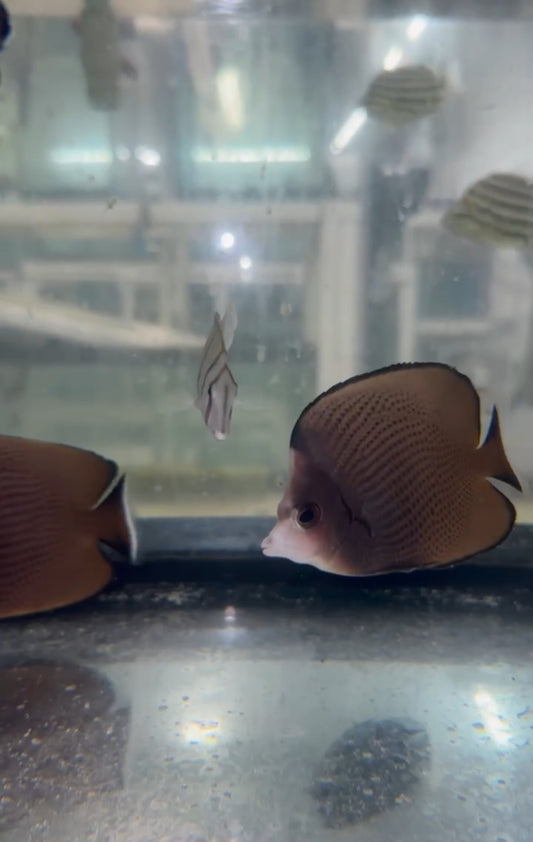 Black-spotted butterflyfish | Chaetodon nigropunctatus