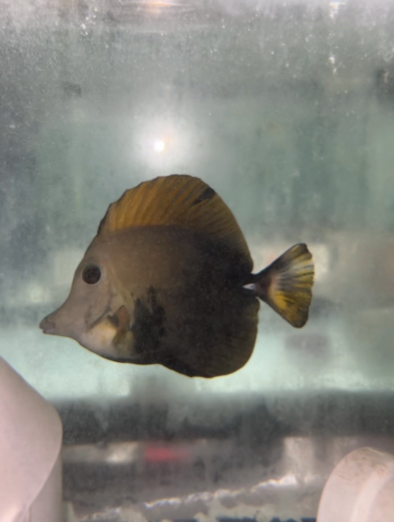 Aberrant koi tang - wysiwyg