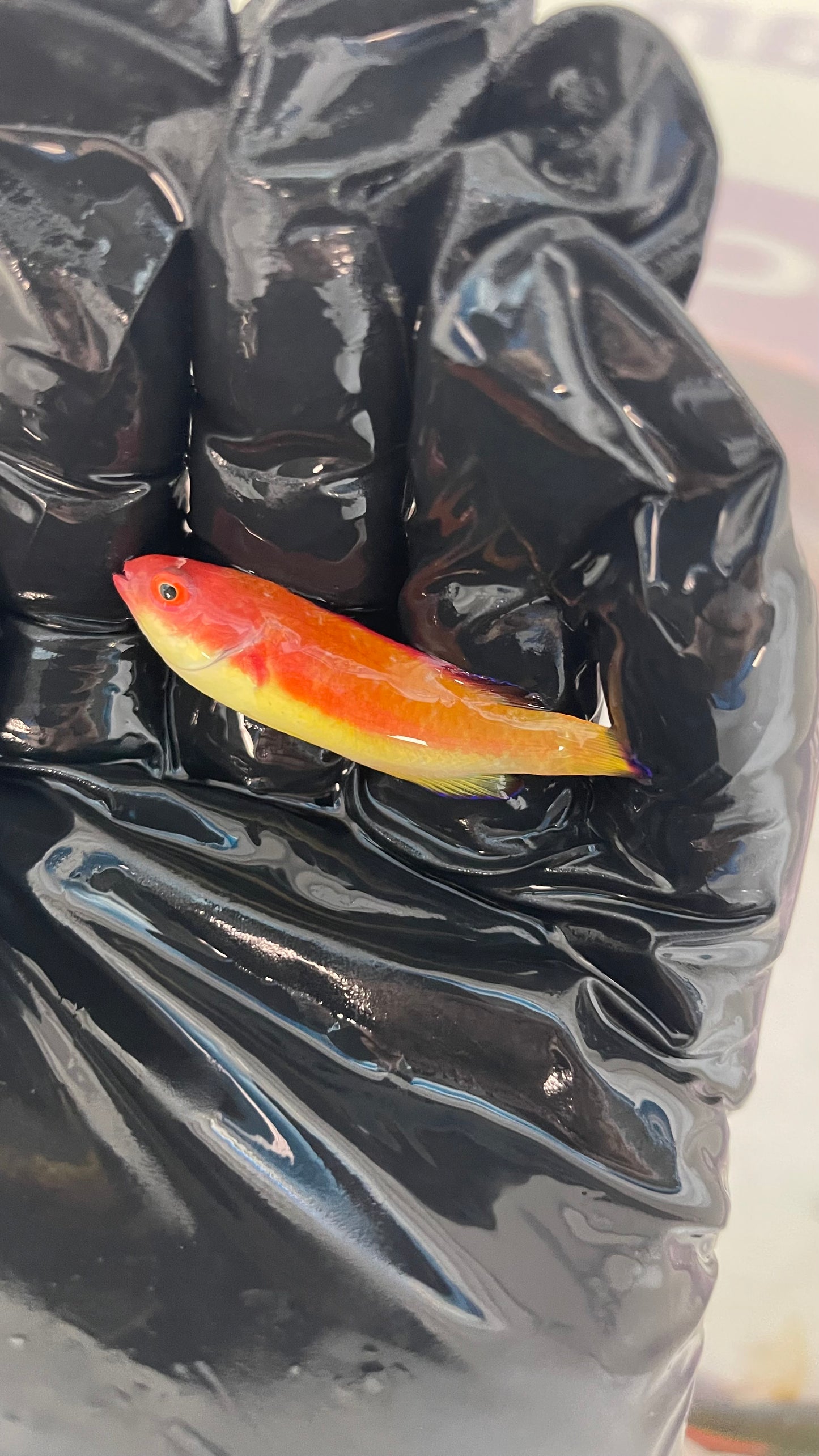 Australian Hooded Fairy Wrasse (Male)| Cirrhilabrus bathyphilus)