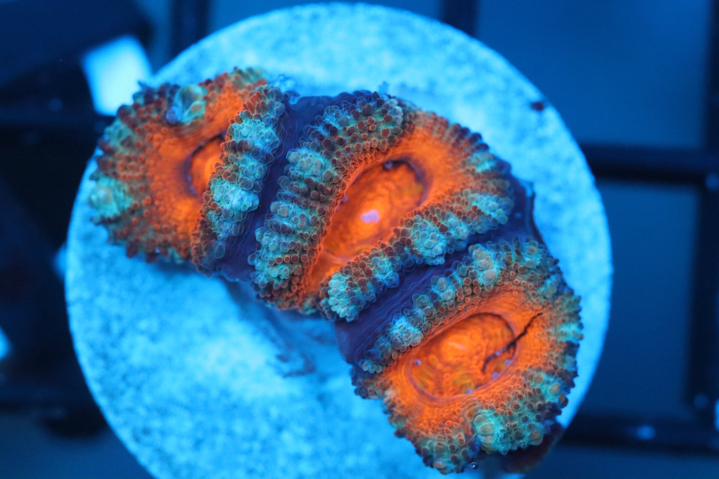 Orange Mouth Micromussa (B154)
