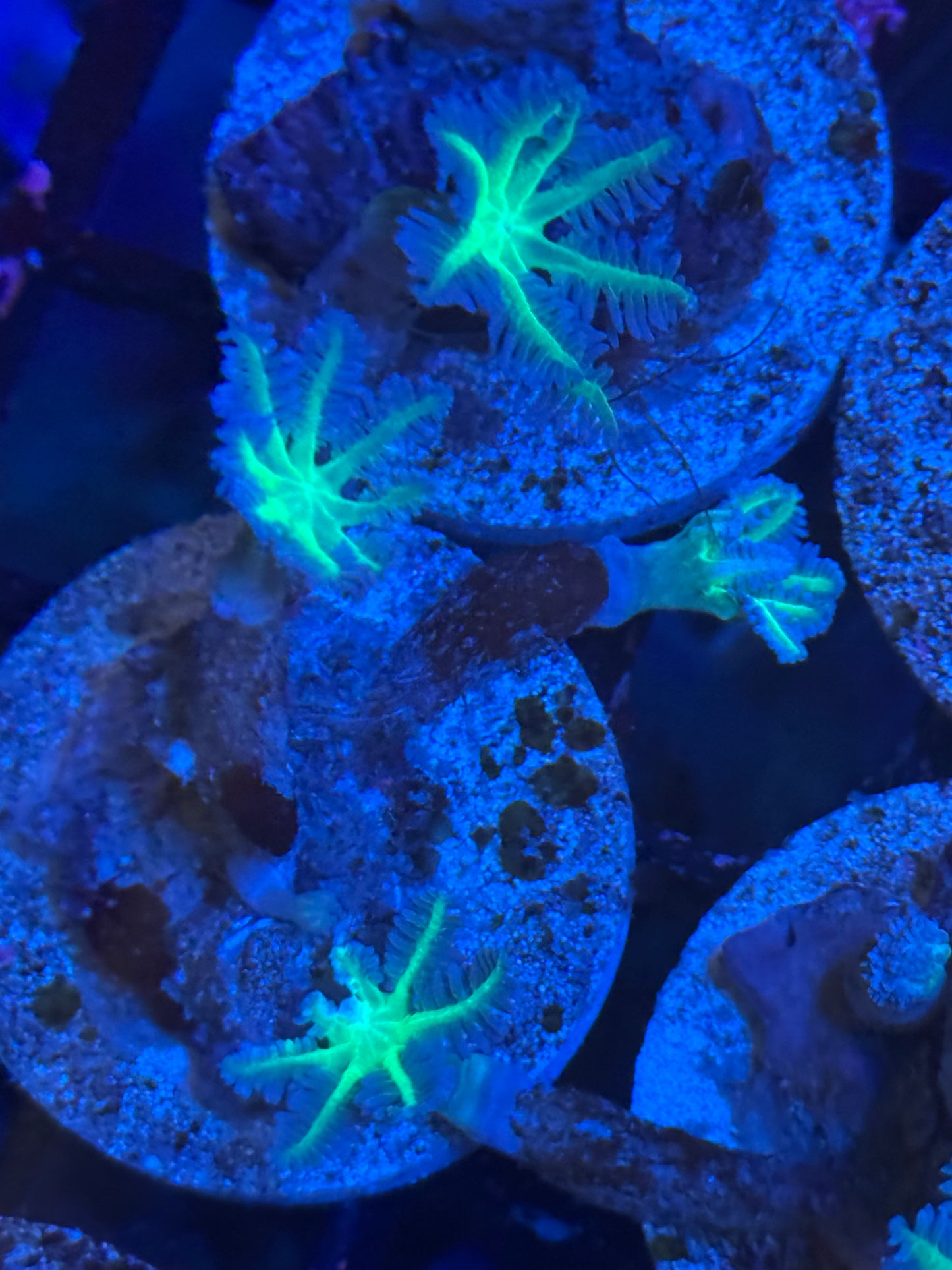 Clove Frags (D117)  WYSIWYG